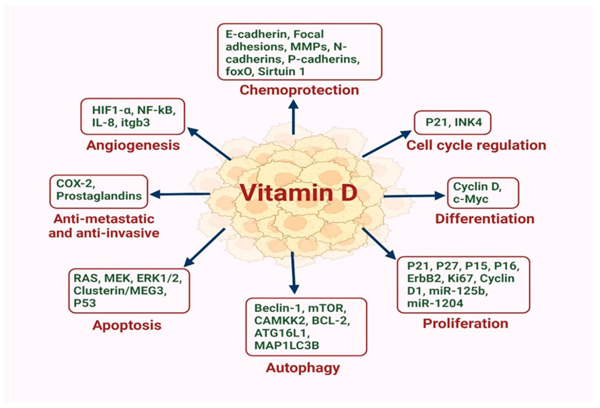 _MCRicardo_'s tweet image. The Effects of Vitamin D on the Breast Cancer Tumor Microenvironment

The pivotal anti-cancer functions of VD:
Influencing cell cycle regulation
Chemoprotection
Differentiation
Apoptosis
Proliferation
Angiogenesis
Anti-metastatic
Anti-invasive properties
mdpi.com/2072-6694/17/2…