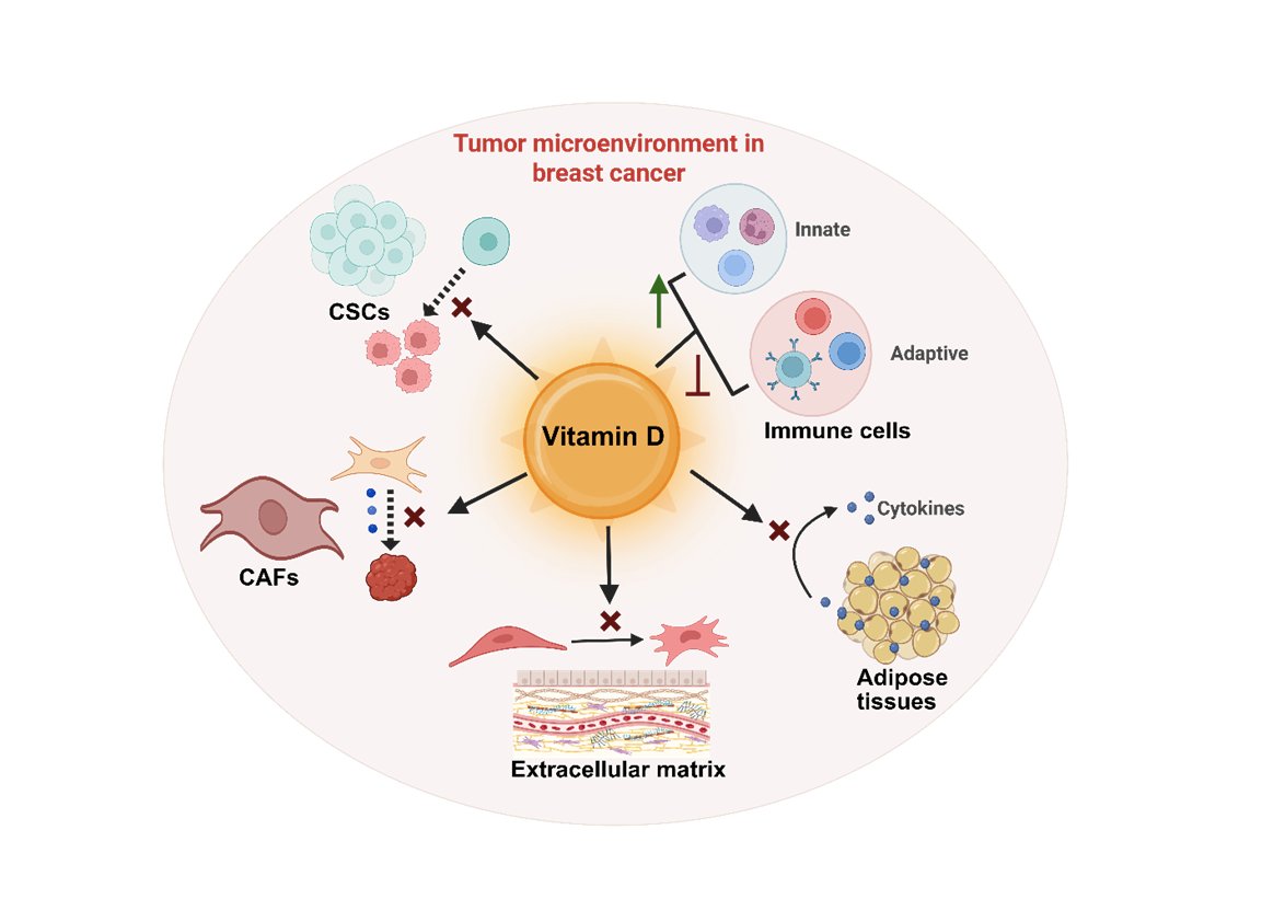 _MCRicardo_'s tweet image. The Effects of Vitamin D on the Breast Cancer Tumor Microenvironment

The pivotal anti-cancer functions of VD:
Influencing cell cycle regulation
Chemoprotection
Differentiation
Apoptosis
Proliferation
Angiogenesis
Anti-metastatic
Anti-invasive properties
mdpi.com/2072-6694/17/2…