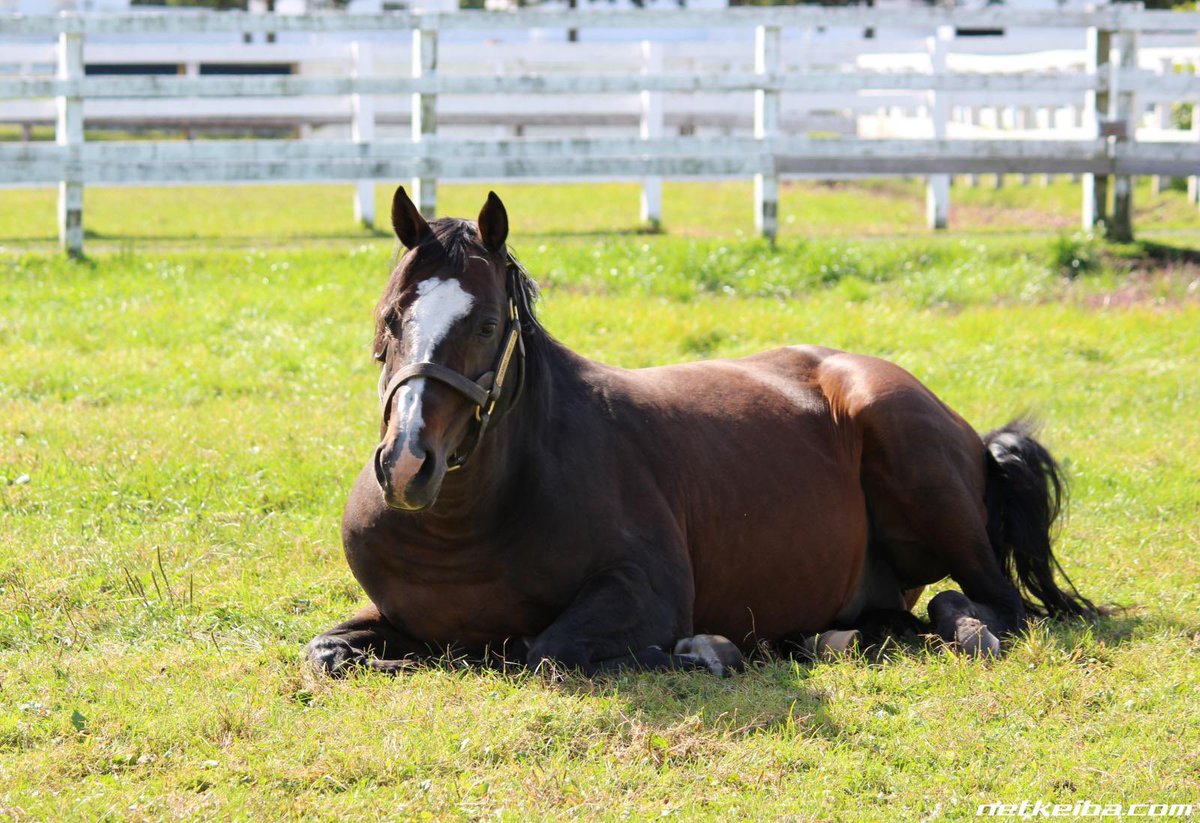 gimlet.... i didn't know you can look like a perfect loaf....