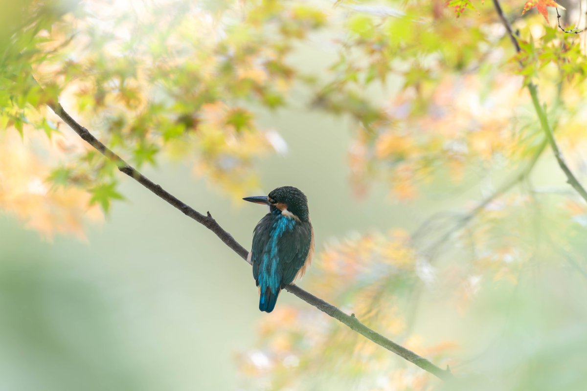 赤く紅葉する頃にまたとまってくれないかな？🤔🤣
#カワセミ
