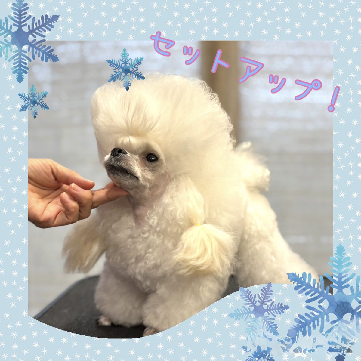 トリミング実習🐩 モデルグルーミングで 見せてくれて 魅せてくれまし