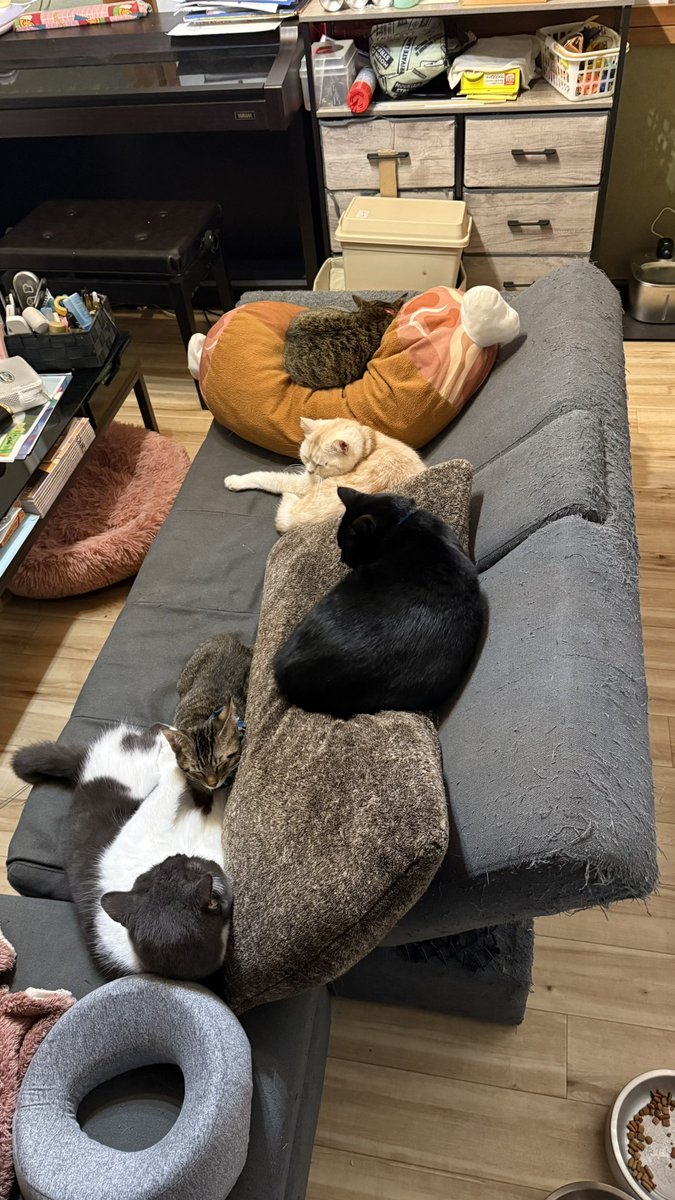 mimuBAR's tweet image. 今朝、起きてきたらワイのソファー占領されてた
でも可愛いから良き😍
#猫と暮らす