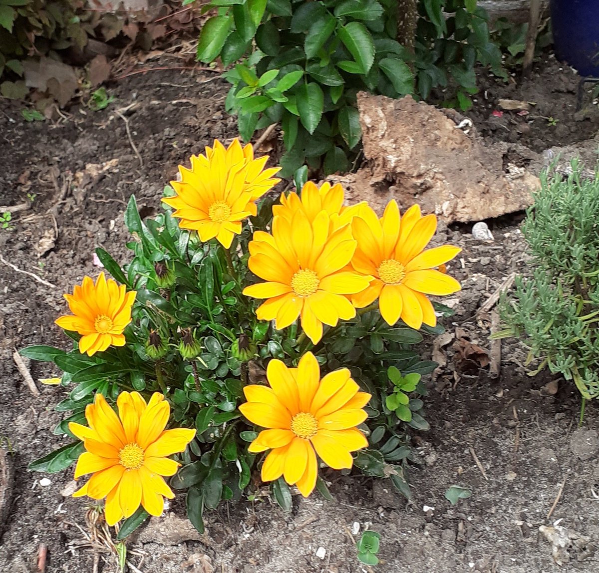 BoswachterRob's tweet image. De pest aan links?

De pest aan rechts?

Helpt dat?

Alles komt en gaat.