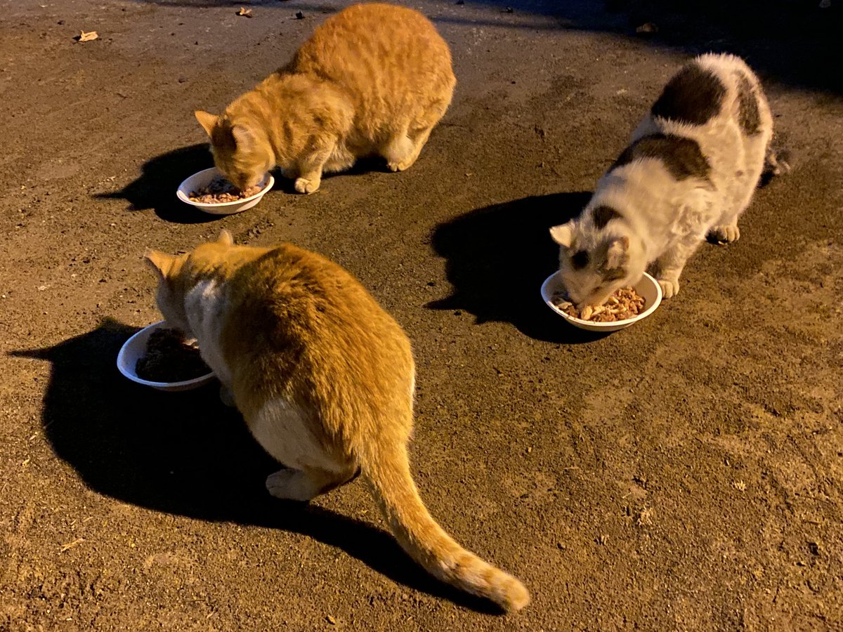 お疲れ様です✨🐱✨
雨も止んで上空の三日月を眺めながら
いつもの場所へ🍃地面がまだ少しだけ
濡れて冷たいかなと思いつつ晩御飯を
準備します🍚程なくタヌ吉以外は皆
集まったので食事開始☺️特に変わりは
無いですがトラちゃんは昨晩の分も
甘えてますね😽今日は大丈夫🐈‍⬛🐾🐈