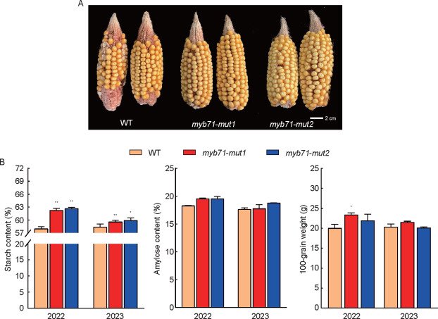 JIA_JIntegrAgri's tweet image. Genome-wide association and co-expression uncovered #ZmMYB71 controls #kernel #starch content in #maize
🌽doi.org/10.1016/j.jia.…
🌽Prof. Xinhai Li team from CAAS
#PlantScience @Agrilinks @KeAiPublishing
