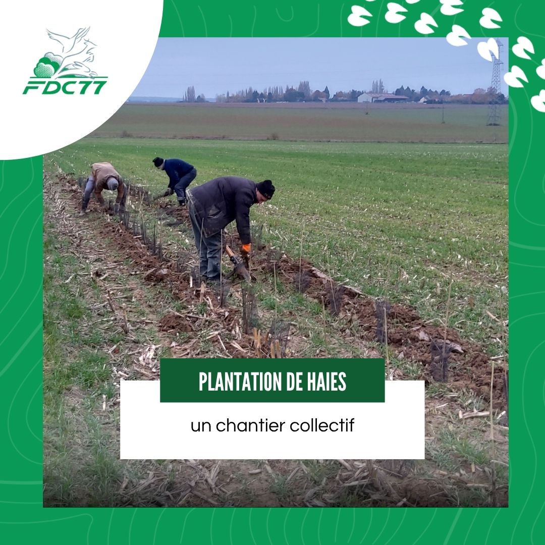 💪 Chasseurs, agriculteurs, bénévoles : ensemble, recréons des corridors de vie !

 Avec la #FDC77, plantez des haies pour la faune de plaine, la biodiversité et nos campagnes 🌾
👉 Vous voulez participer ? On vous accompagne !

 #HaiesBocagères #Biodiversité #TerritoiresDurables