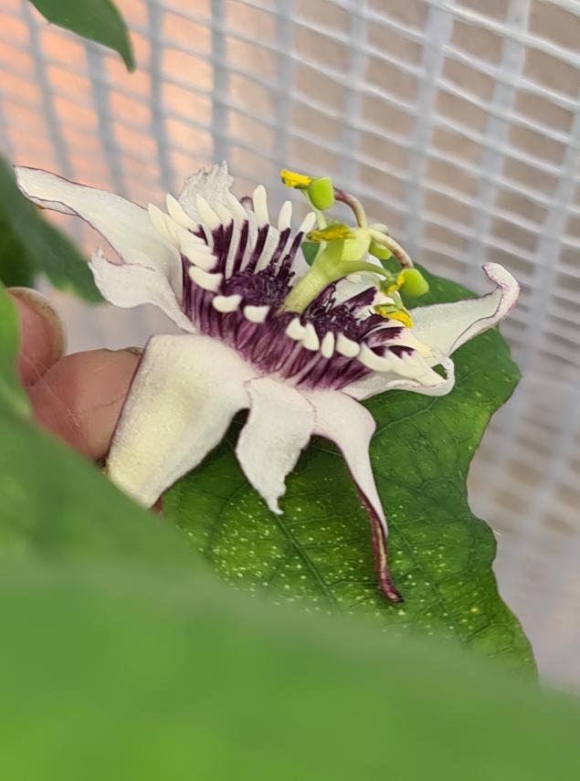 PetesPassis's tweet image. 25th November 25

#petespassis #passiflora #uk #berkshire #passifloraceae #tacsonia