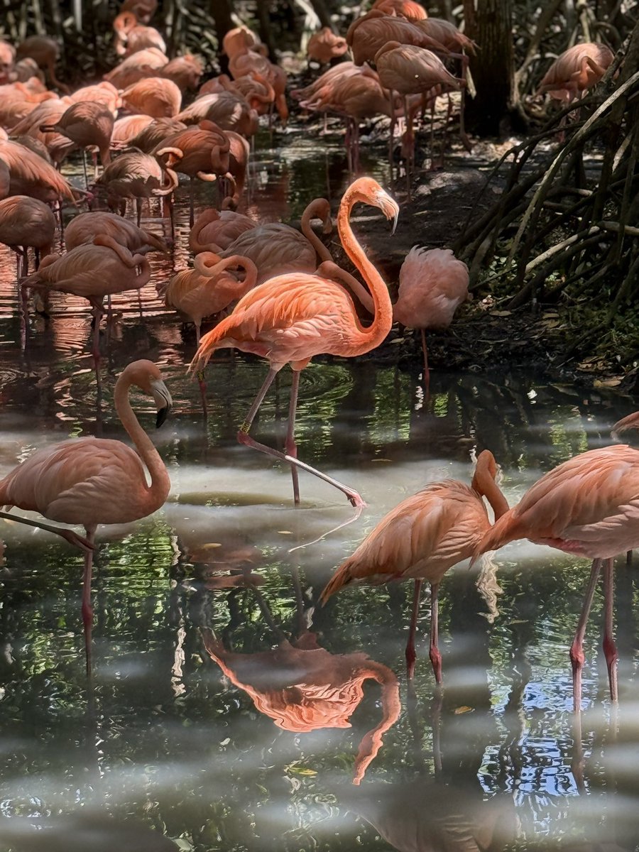 PriscillaPilon's tweet image. When the light hits the subject just right it can create an insanely intense effect in photographs. Pink flamingo 🦩flamboyance, but only one literally stands out. Captured in Cartagena, Columbia at a bird sanctuary. Travel Tuesday memory taken with an IPhone for my photo of the…