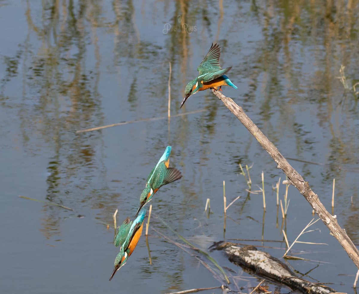 La fletxa blava. El blauet o Martín Pescador, un dels habituals de les <a href="/terresebretur/">Terres de l'Ebre</a> <a href="/rietvell/">RietVell</a> <a href="/SEO_BirdLife/">SEO/BirdLife</a> <a href="/SEOBirdLife_Cat/">SEO/BirdLife Catalunya</a>