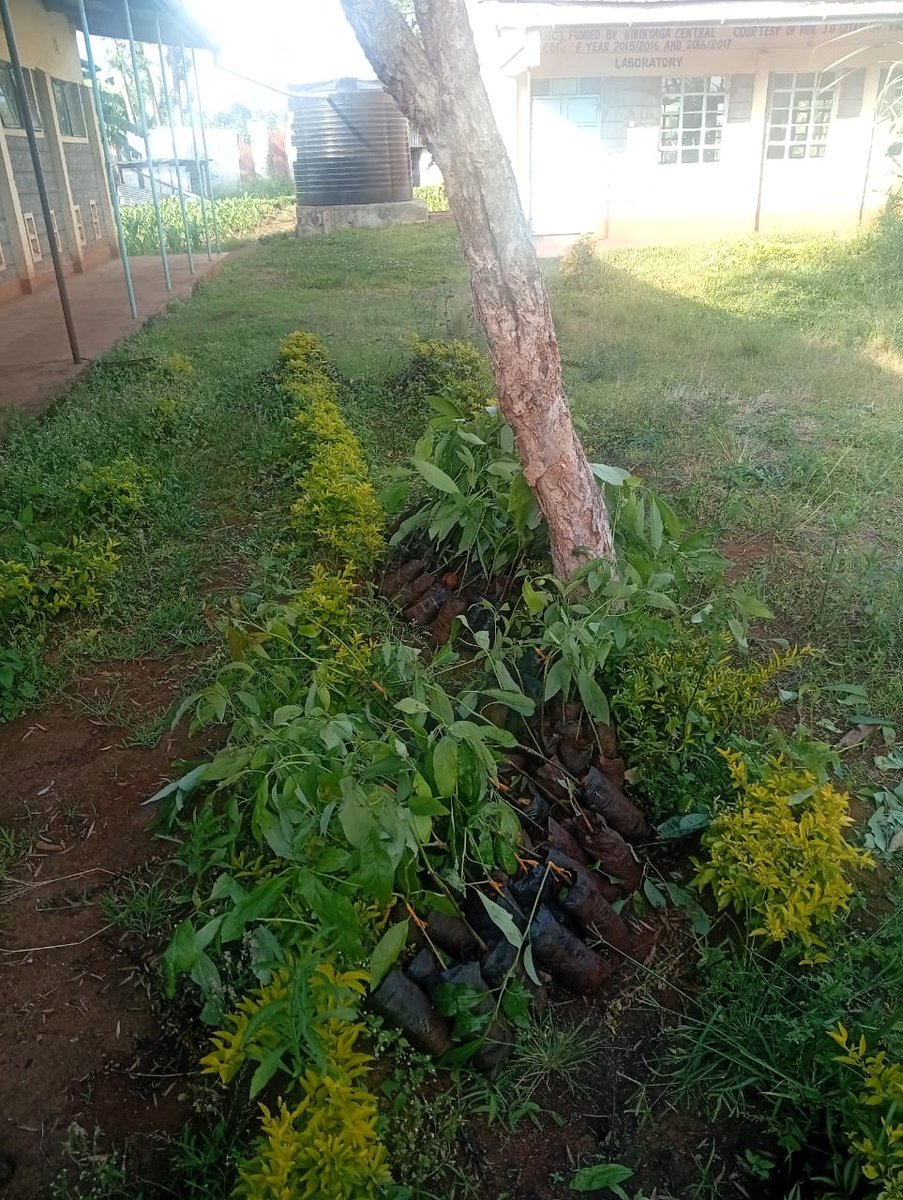 HeartsOfGreen's tweet image. 🌱 Tree growing in 26 schools across Kirinyaga Central, courtesy of NGCDF!
We’re planting diverse species + launching a 3-year monitoring plan to build climate-ready schools and grow environmental leaders. 🌳✨
#KirinyagaCentral #TreeGrowing #LANSRET