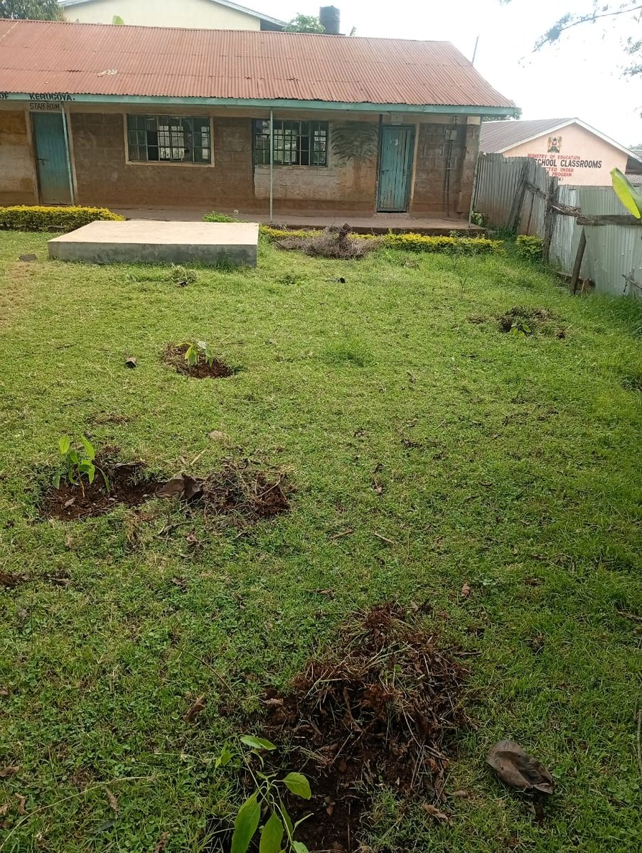 HeartsOfGreen's tweet image. 🌱 Tree growing in 26 schools across Kirinyaga Central, courtesy of NGCDF!
We’re planting diverse species + launching a 3-year monitoring plan to build climate-ready schools and grow environmental leaders. 🌳✨
#KirinyagaCentral #TreeGrowing #LANSRET