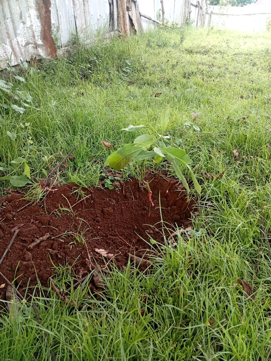 HeartsOfGreen's tweet image. 🌱 Tree growing in 26 schools across Kirinyaga Central, courtesy of NGCDF!
We’re planting diverse species + launching a 3-year monitoring plan to build climate-ready schools and grow environmental leaders. 🌳✨
#KirinyagaCentral #TreeGrowing #LANSRET