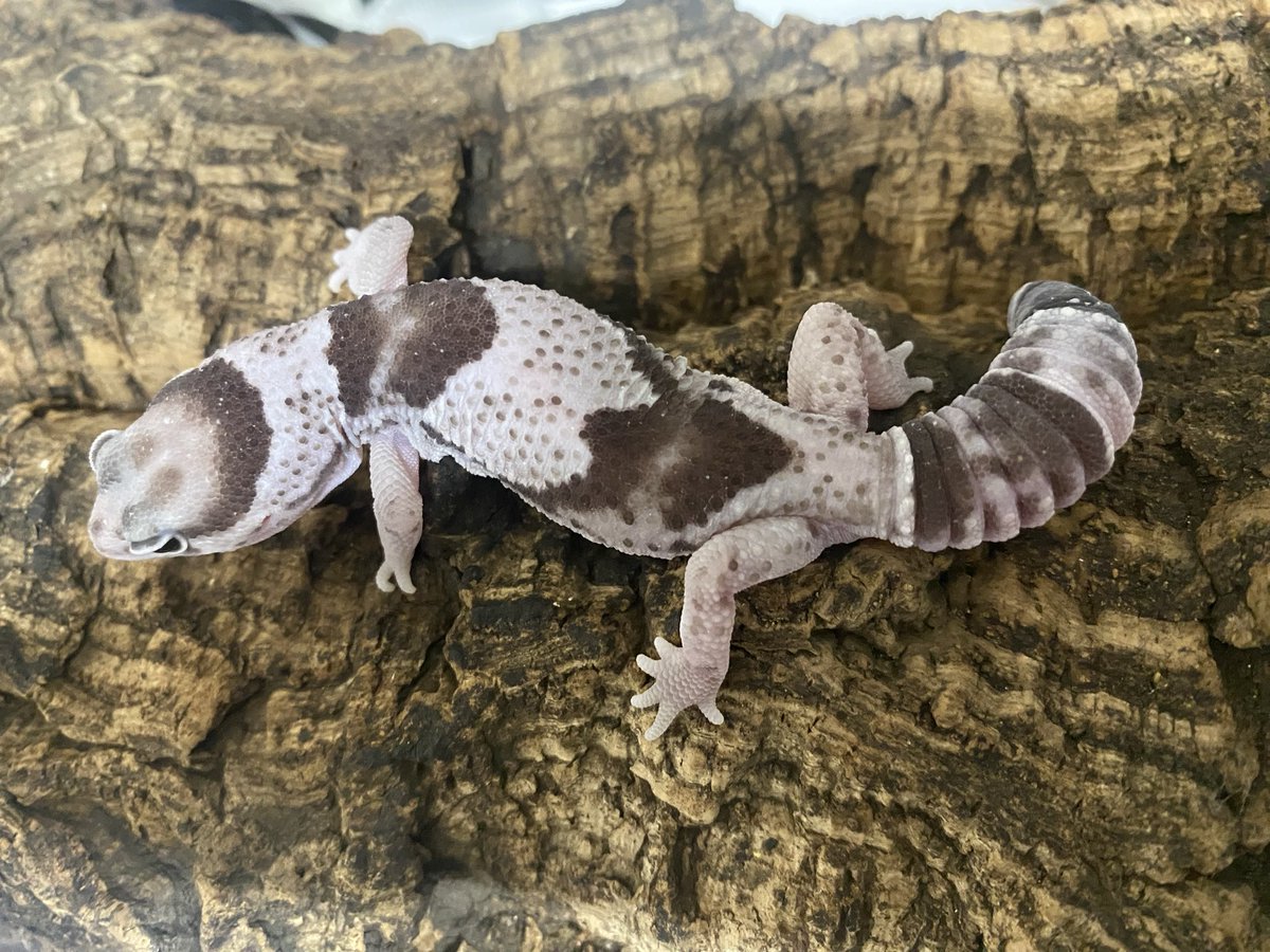 MARU (@dkiv_f) / Posts / X