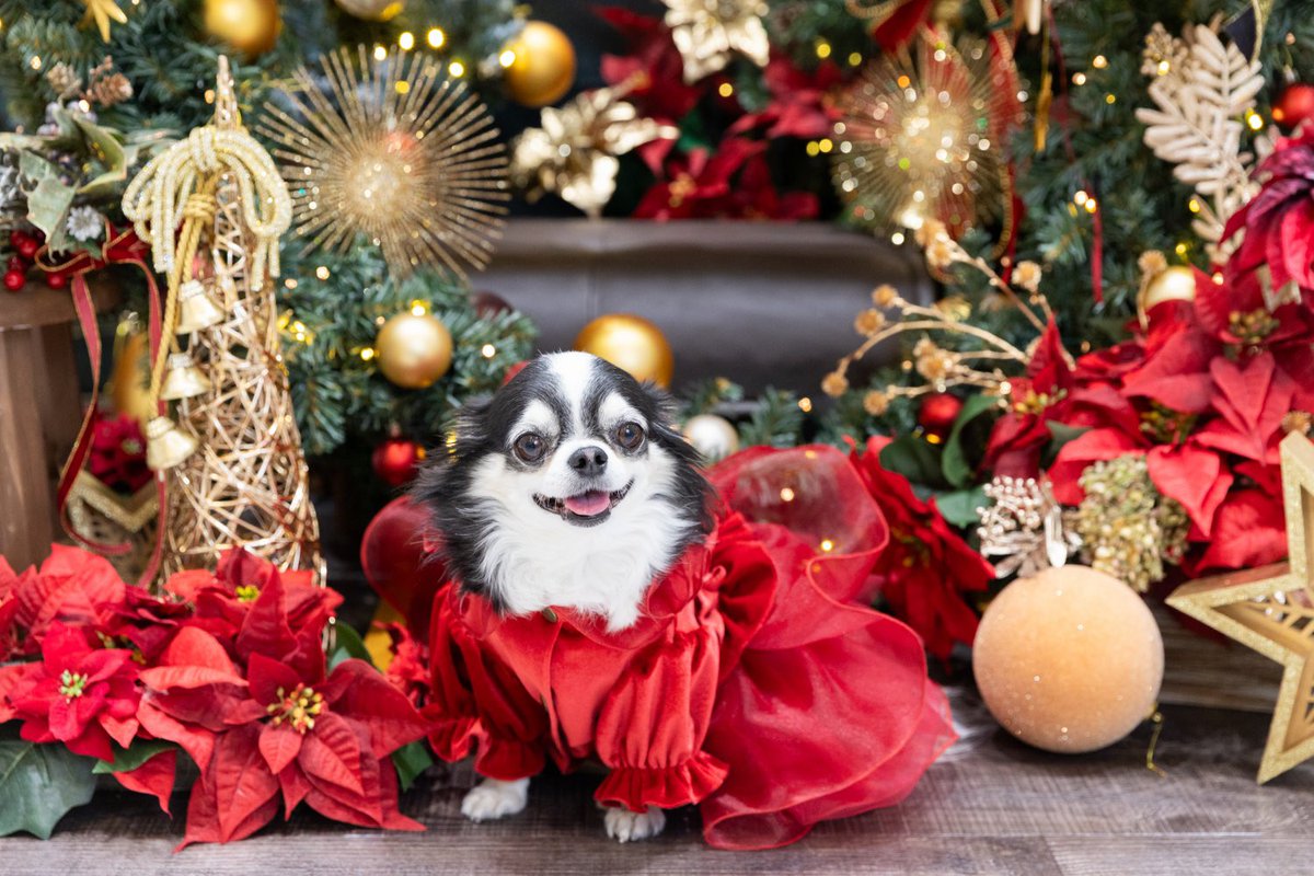 can_dailys's tweet photo. クリスマスシーズン到来🎄🧑‍🎄🎁 https://t.co/Iy2ro6qVt9