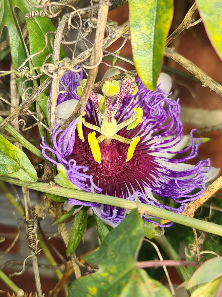 PetesPassis's tweet image. 25th November 25

#petespassis #passiflora #uk #berkshire #passifloraceae #tacsonia