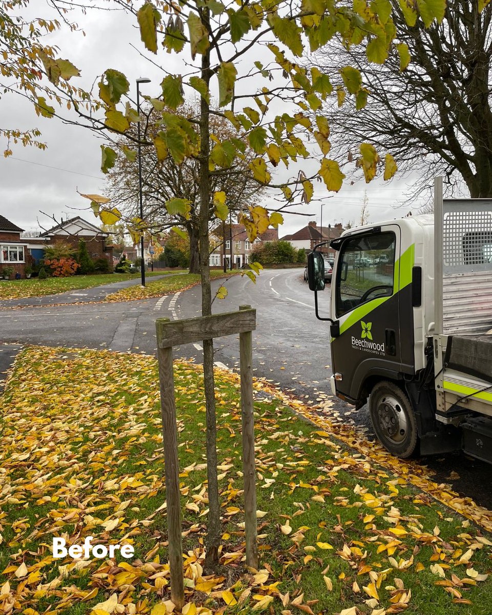 BossBeechwood's tweet image. Healthy, thriving trees in action! 🌳💚
Our team recently removed stakes from trees over three years old and applied fresh mulch to support continued growth.
It’s always great to see these trees thriving and becoming more established. 🌱
#TreeCare