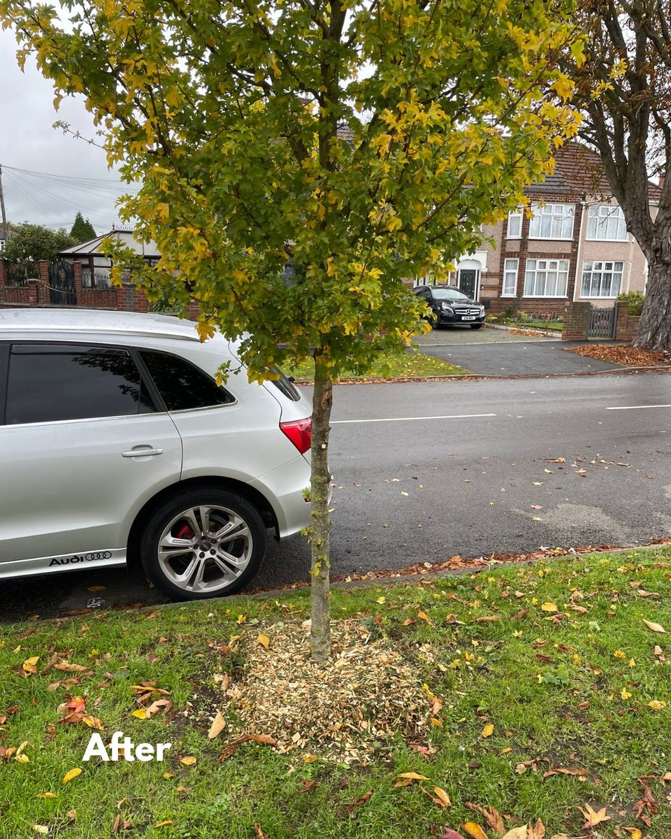 BossBeechwood's tweet image. Healthy, thriving trees in action! 🌳💚
Our team recently removed stakes from trees over three years old and applied fresh mulch to support continued growth.
It’s always great to see these trees thriving and becoming more established. 🌱
#TreeCare