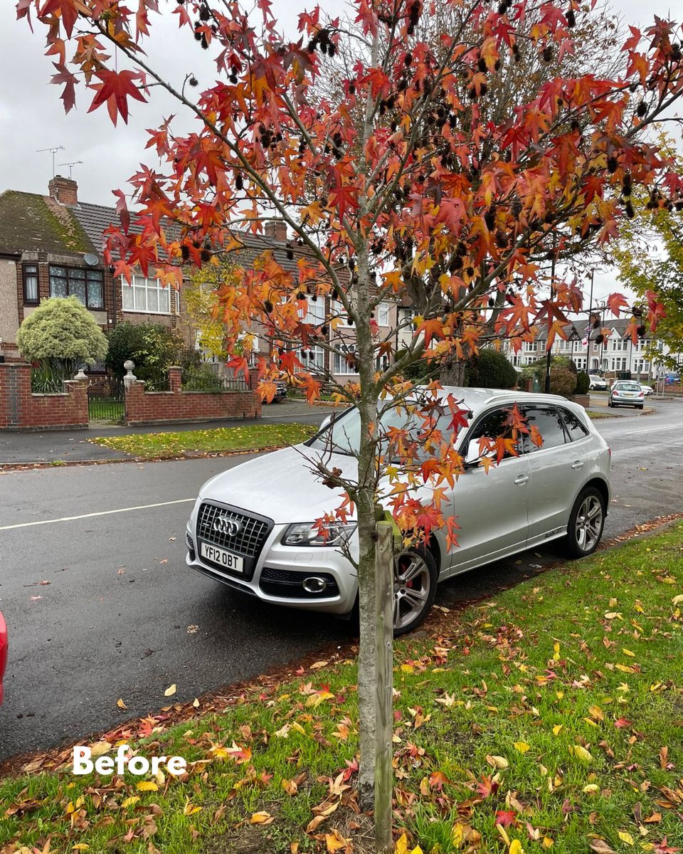BossBeechwood's tweet image. Healthy, thriving trees in action! 🌳💚
Our team recently removed stakes from trees over three years old and applied fresh mulch to support continued growth.
It’s always great to see these trees thriving and becoming more established. 🌱
#TreeCare