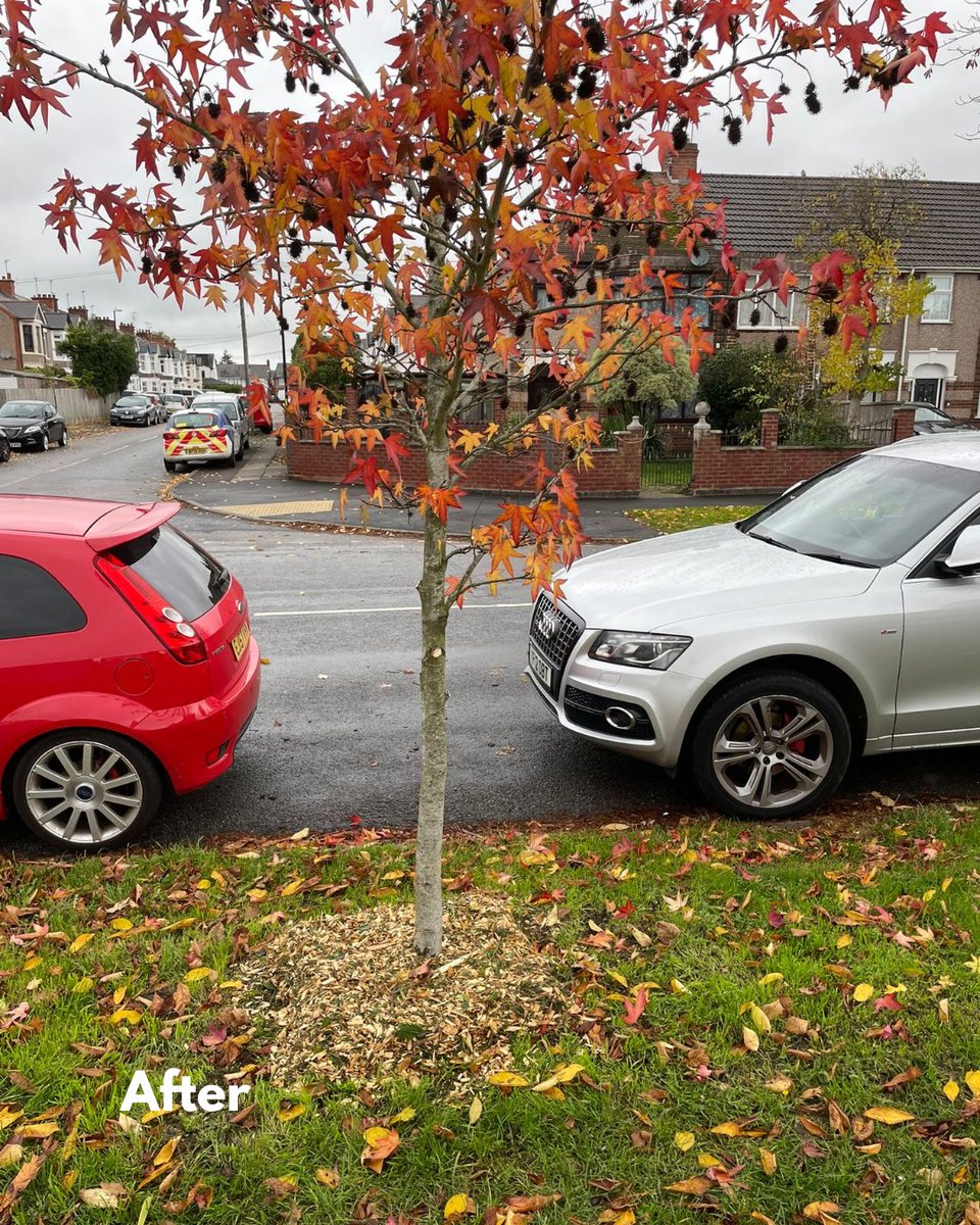 BossBeechwood's tweet image. Healthy, thriving trees in action! 🌳💚
Our team recently removed stakes from trees over three years old and applied fresh mulch to support continued growth.
It’s always great to see these trees thriving and becoming more established. 🌱
#TreeCare