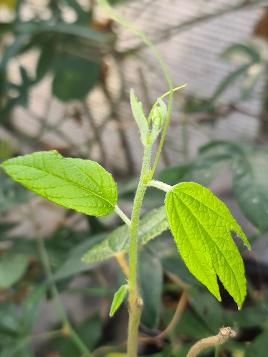 PetesPassis's tweet image. 25th November 25

#petespassis #passiflora #uk #berkshire #passifloraceae #tacsonia