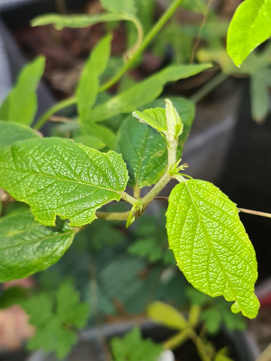 PetesPassis's tweet image. 25th November 25

#petespassis #passiflora #uk #berkshire #passifloraceae #tacsonia