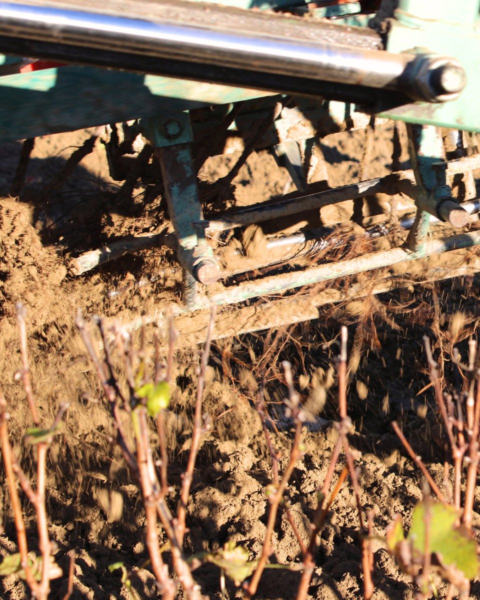 vitipeps's tweet image. 🍇 L'arrachage de la pépinière🌱
Après 5 mois les racines bien au chaud dans la pépinière, les plants de vignes sont arrachés pour être triés en atelier !

#Vitipeps #plantdevigne #pepiniereviticole #plantsdevigne #plantfrancais #qualitesanitaire #agriculturefrançaise