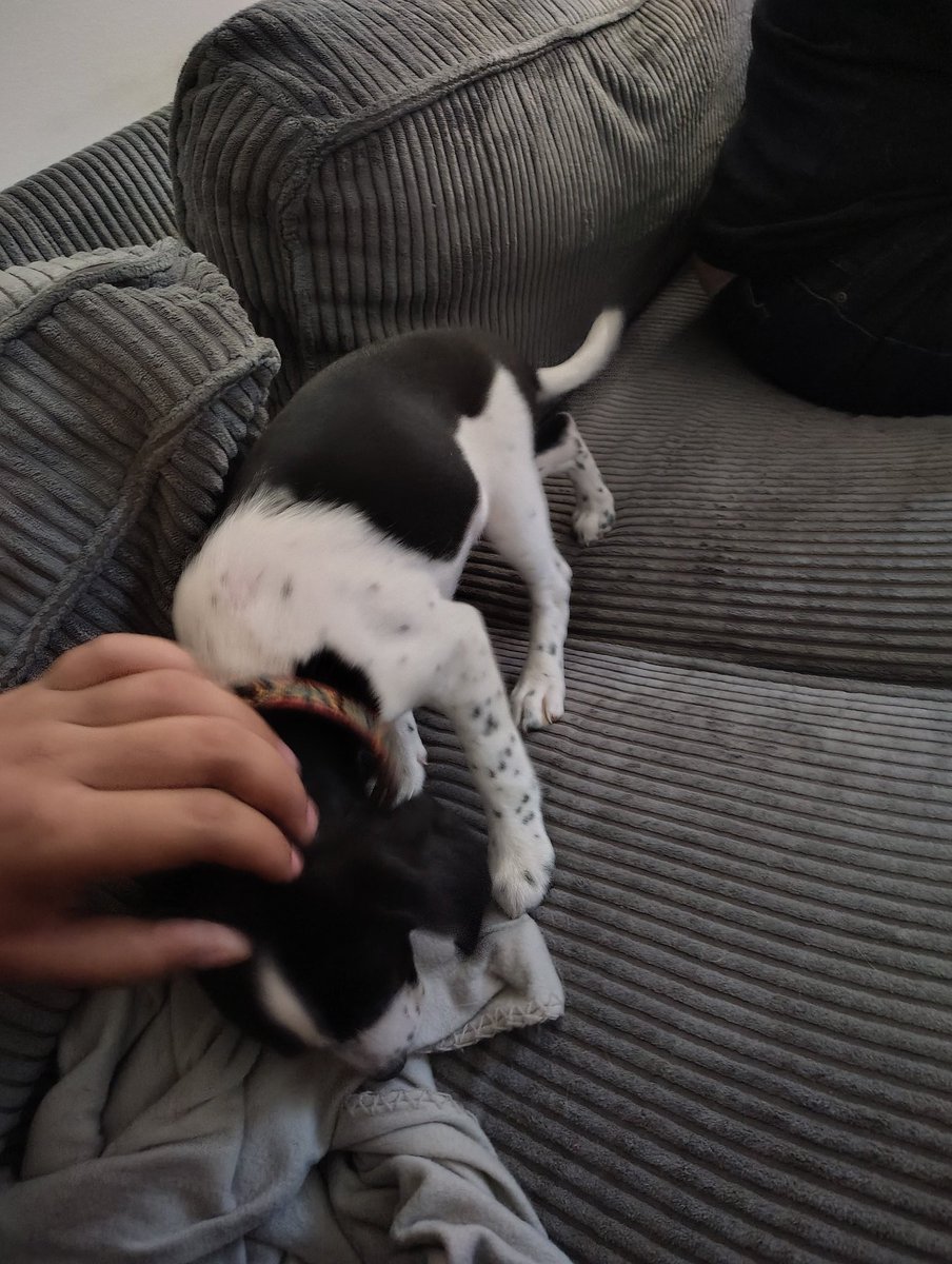 LevelDangers's tweet image. Night.★

Hi everyone sorry for not responding or posting anything this last week has been crazy but after today I'll work on my replies and post something but here is a puppy we got Sunday!! Her name is Bailey