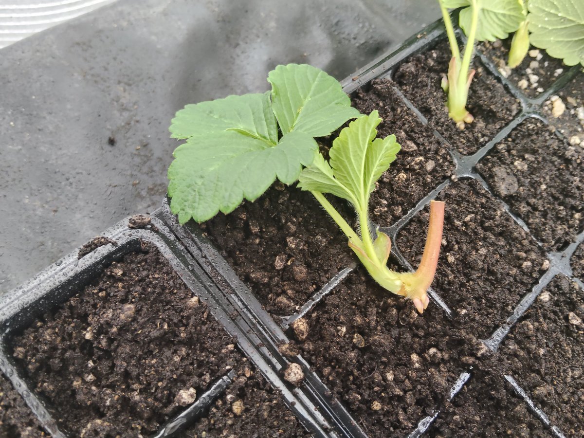 挿し苗スペースが 定植によって空いたので 追加で挿し苗、年末くらいに