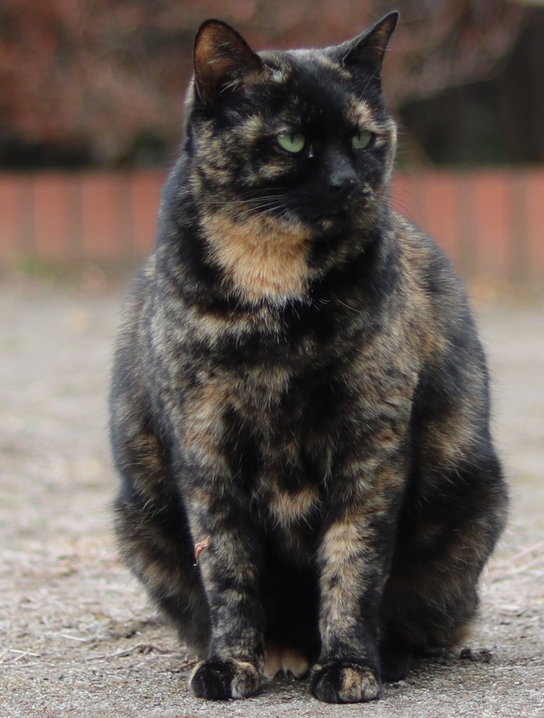 【自己紹介】
NPO団体立ち上げて猫の保護活動しているので、12匹の地域🐈たちが時々でてきます。

🐈たちにご飯をあげるため、朝と夜に🏃しながら「レイヤーの滑らない話」のスペースやってますので、相互さんよかったら話しに来てくださいね😃