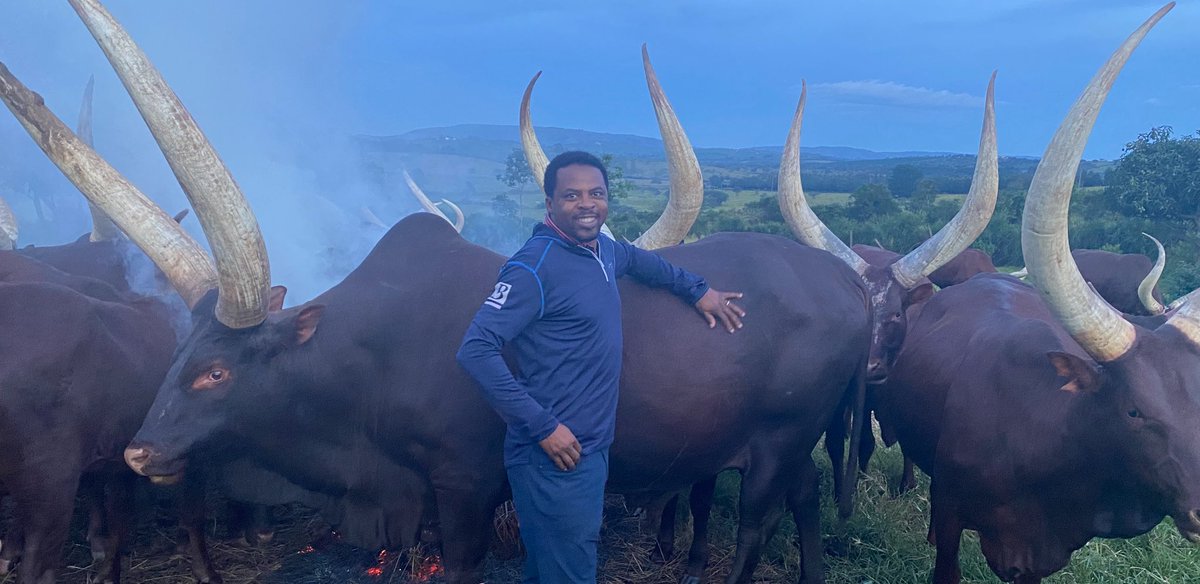 Ankole cows are from Ankole. Not from South Africa. 

By the way, King Ntare V attacked and temporarily seized some northern and northwestern border areas of the Kingdom of Rwanda…so, same are code…

Anyhow, fun to see how much this cow is now in the limelight.