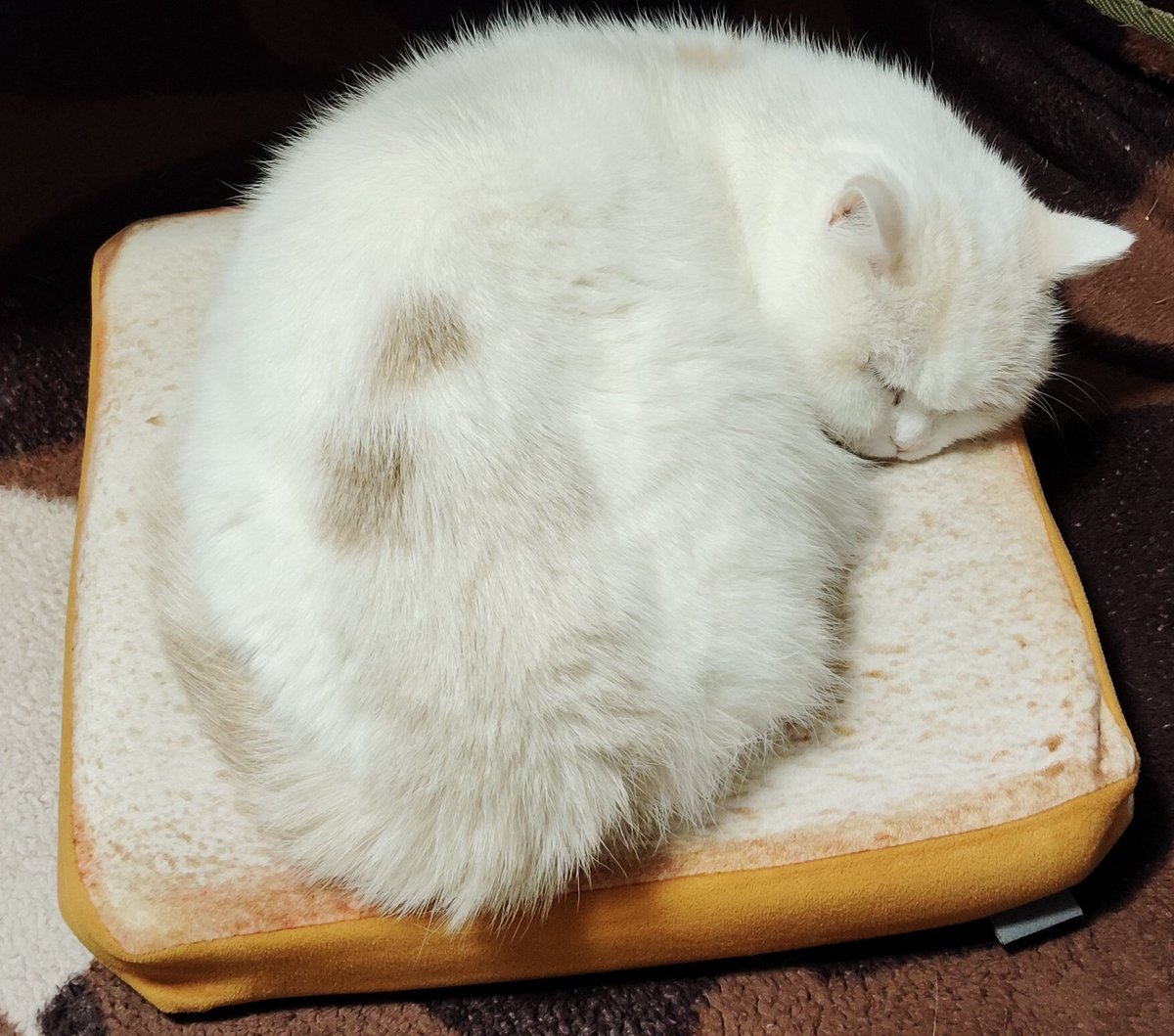 ふくちゃんページ 福ちゃん (@fukuchanwhite) on X