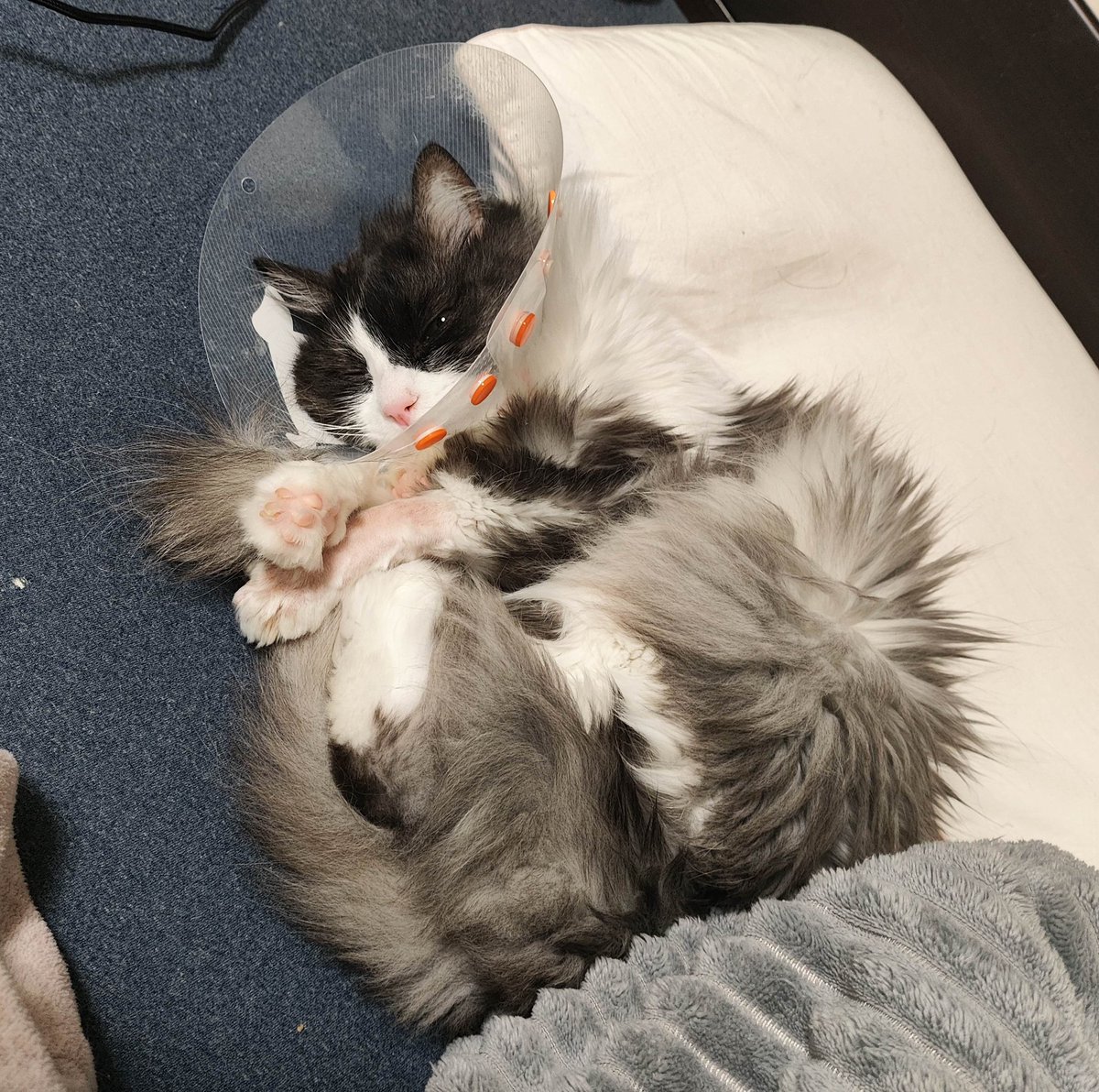 neeeko72's tweet photo. カラー生活になり、ベッドから降りるのが億劫になったりりちゃんはパパの布団の上でおしっこすることを覚えた！
（何度も何度もパパの布団の方のみ🙃）
ベッドから降りやすいように段差も作ってるんだけどなァ https://t.co/beLJ5I6b7l