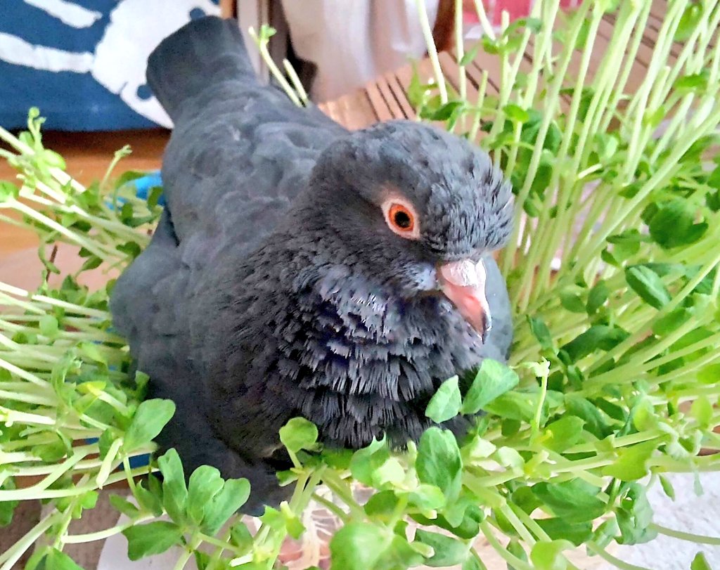 myukiss's tweet image. 忍者「やっぱり豆苗はいいわね」