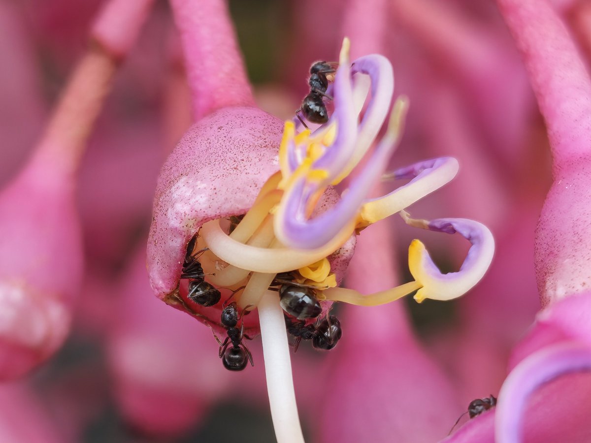 nirmaltv's tweet image. A few more captures with the super macro mode on #PocoF8Ultra #PocoIndia @IndiaPOCO