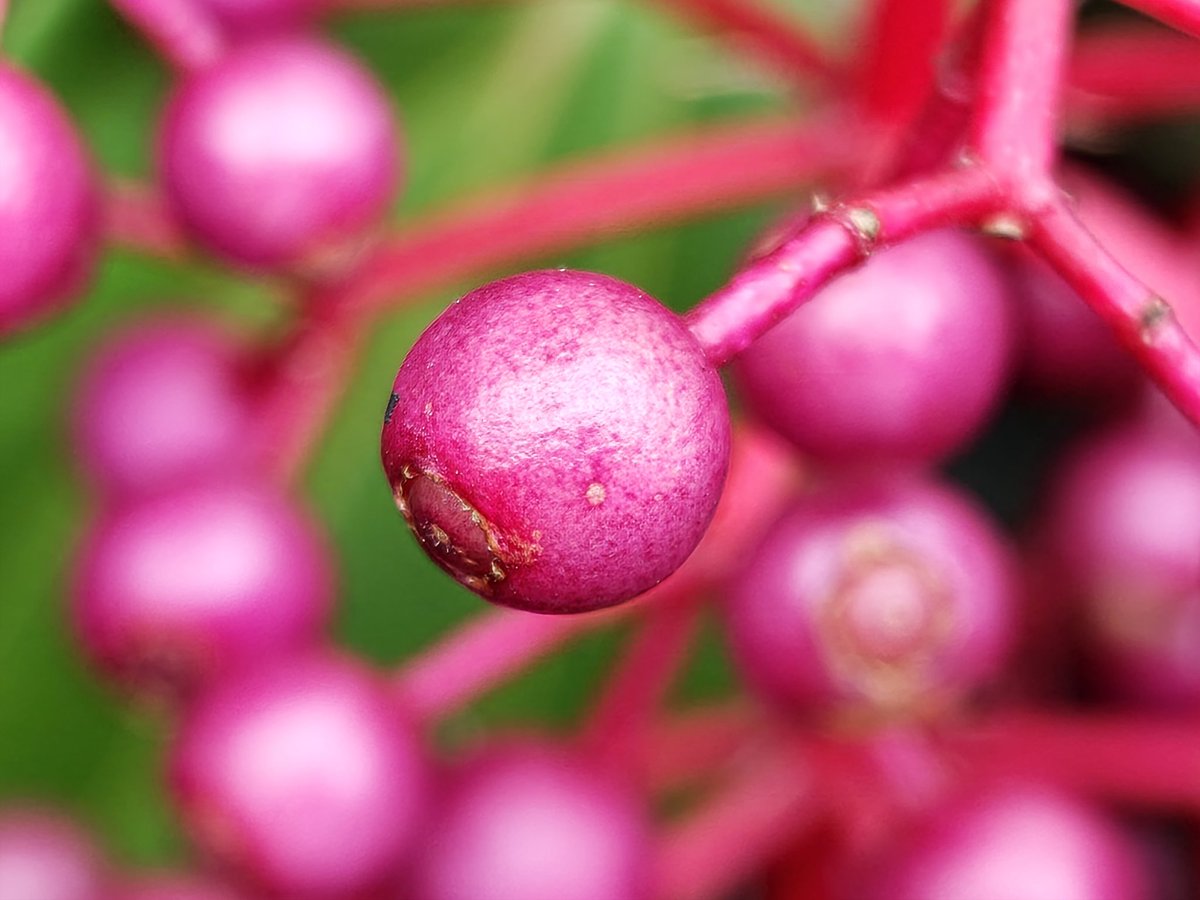 nirmaltv's tweet image. A few more captures with the super macro mode on #PocoF8Ultra #PocoIndia @IndiaPOCO