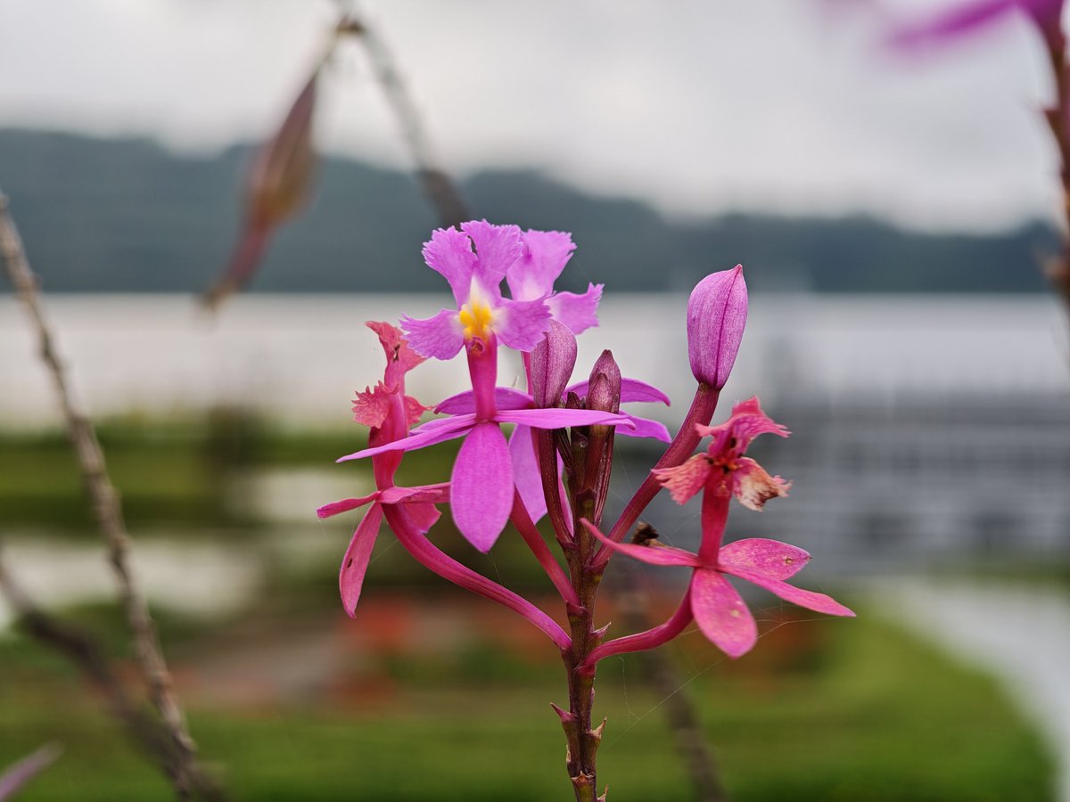 nirmaltv's tweet image. A few more captures with the super macro mode on #PocoF8Ultra #PocoIndia @IndiaPOCO