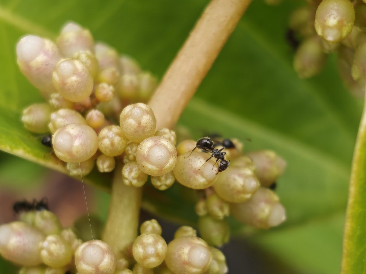 nirmaltv's tweet image. A few more captures with the super macro mode on #PocoF8Ultra #PocoIndia @IndiaPOCO