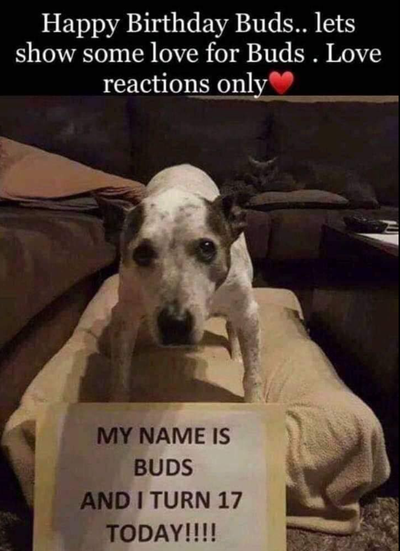 BestinDogs's tweet photo. Happy birthday sweetie ❤️ https://t.co/HRWhxQMsZB