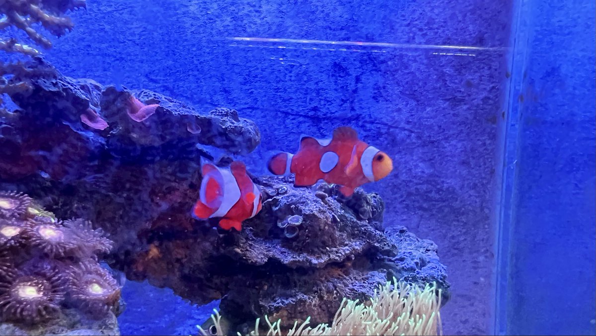 Kazupon_pon8's tweet photo. カクレクマノミのマル

正面の顔かわいっ
小さいウミアザミをお家にして、すくすく成長中
最近黒い部分が増えて立派になってきた
2枚目は飼いはじめた5月
#カクレクマノミ #海水魚 #ウミアザミ https://t.co/kFvJgUk3P0