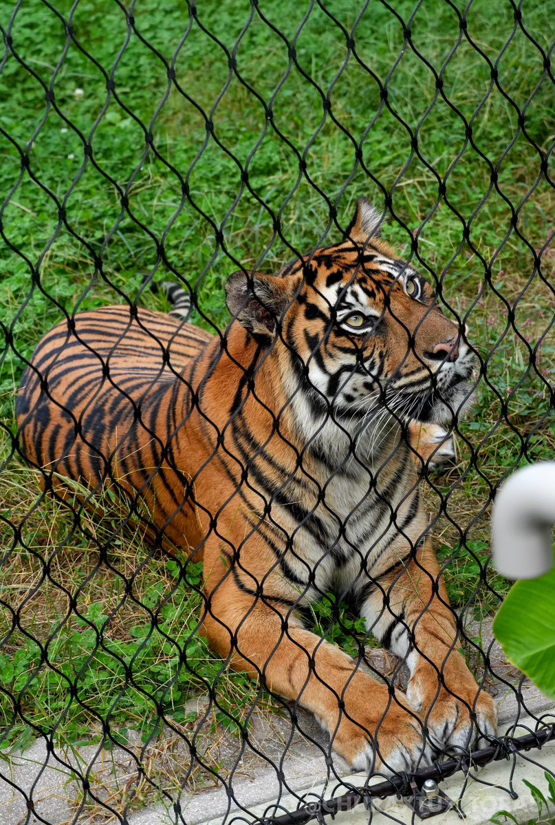 CHURAXTU7_TORA8's tweet image. アニマルトーク中の飼育員さんを見つめる
ダマイちゃん🐯🎤
#東山動植物園　#スマトラトラ
📷2024年10月