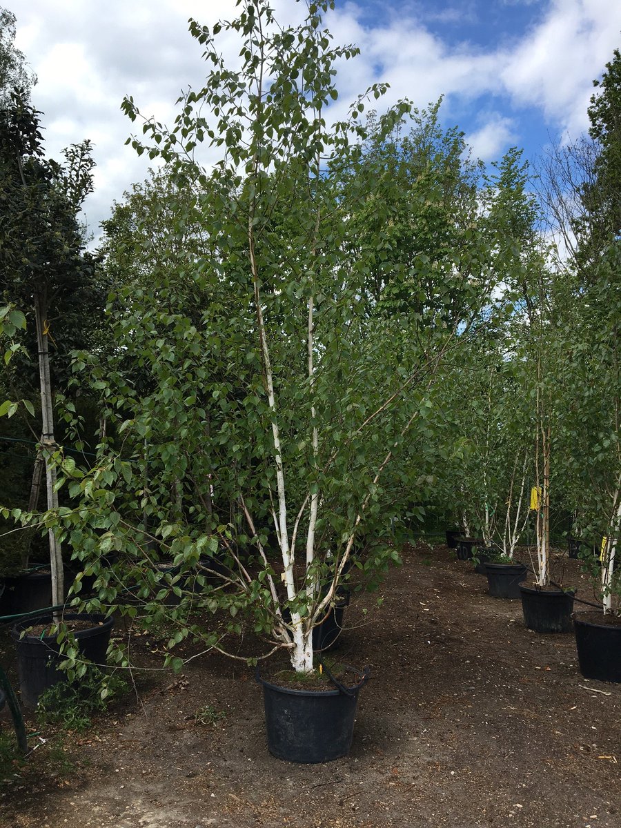 Betula utilis ‘Jacquemontii’ (West Himalayan Birch) has beautiful white bark, which peels each year and dark green foliage that turn golden yellow in autumn.

A great tree for autumn colour and for small gardens - specially as a multistem version.

#NationalTreeWeek #SilverBirch