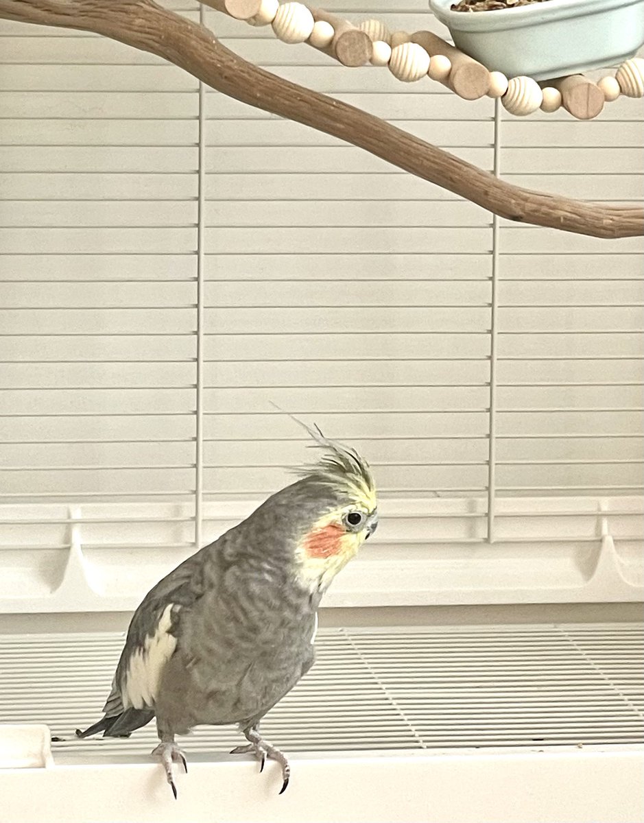 小鸡进行神秘活动