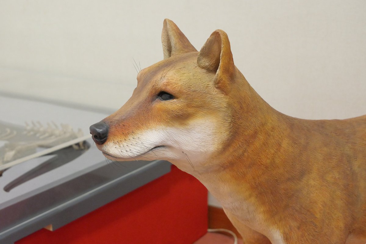 纏向のこまきちゃん🐕 国内の古代遺跡出土の犬骨を動物学的な検討から