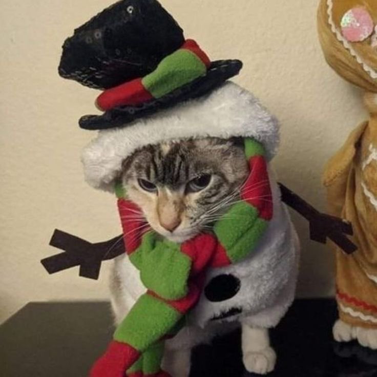 matchingpfps's tweet photo. •‧₊˚⊹Christmas themed 
͟͟͞♡ ✧˖° 🪷⸝⸝ https://t.co/6oPvo9VZky ‧˚₊•┈┈┈┈୨୧┈┈┈┈•‧₊˚⊹ 
🔗Instagram: matchingpfp ♡彡 

#matching #matchingpfp #anime #icons 
#matchingicons #pfp #pfps #match #icon #icons
 #animepfp #aestheticpfp #matchingpfp #christmasmatching https://t.co/fx35v4L4Um