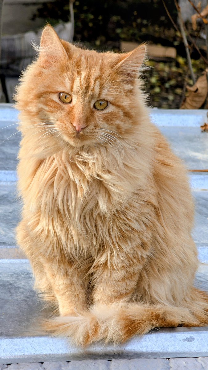 Мейн кунът Кунчо определено си е избрал да остане у нас. С Лили малко не се спогаждат, но с времето ще свикнат един с друг и ще си поделят къщата. Надявам се.