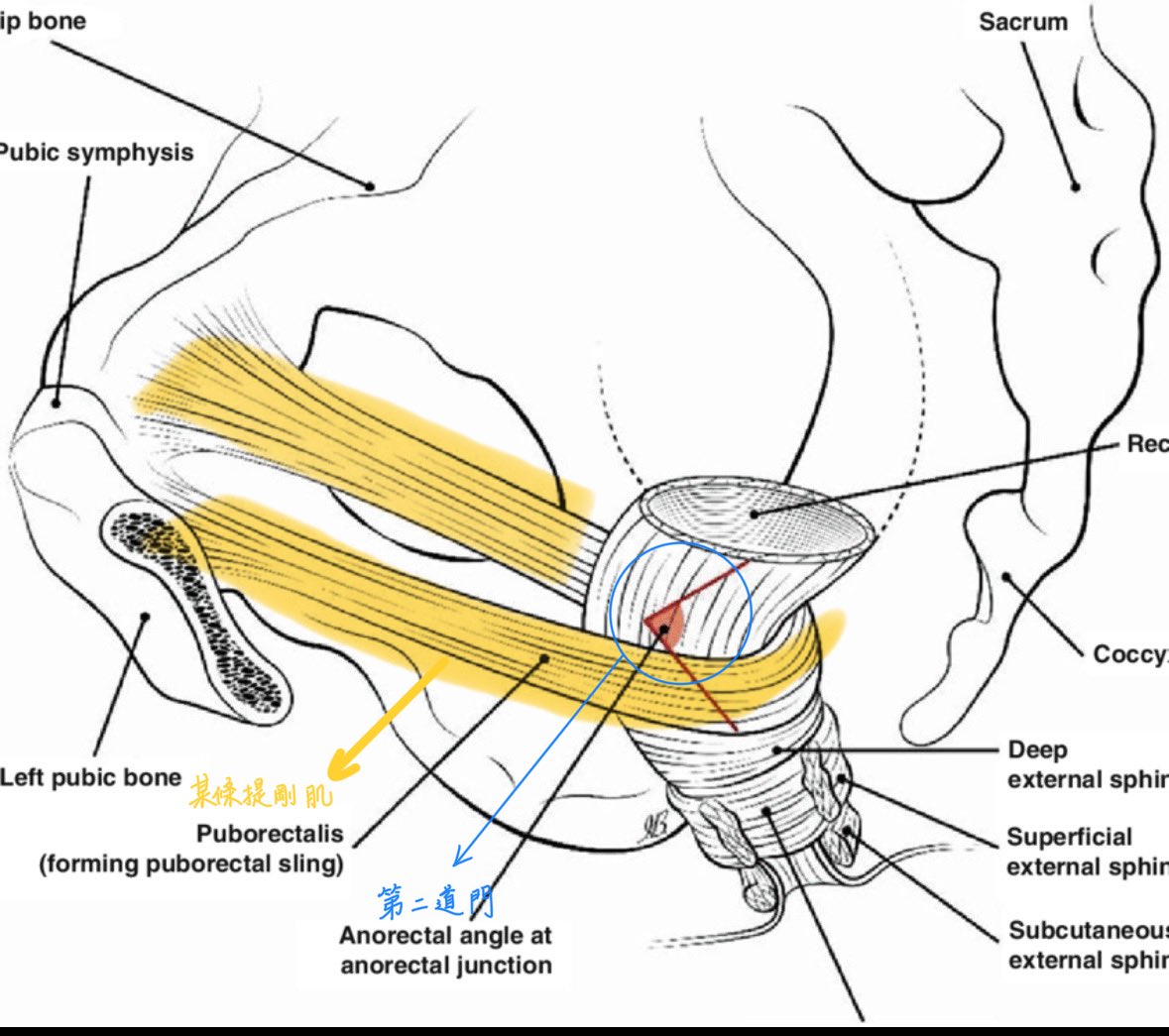 日龍包 tweet media