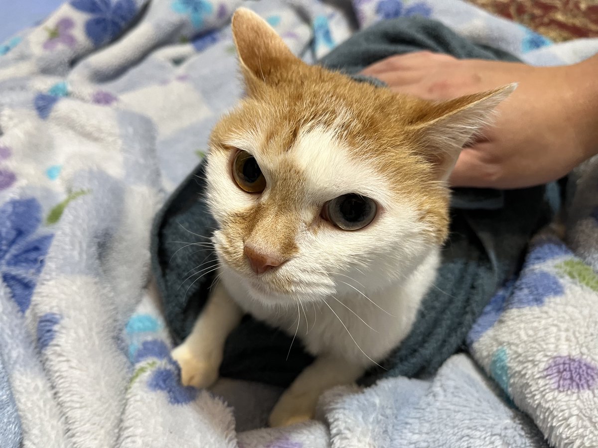 白猫夏鬼(しらねこなつき) (@natukineko0803) / Posts / X