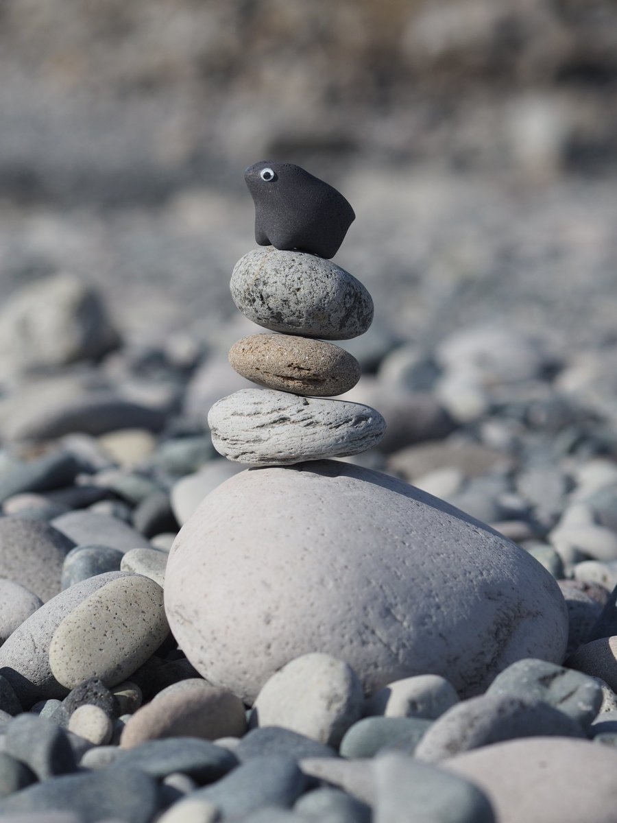 ペブルス / Pebbbles. tweet media