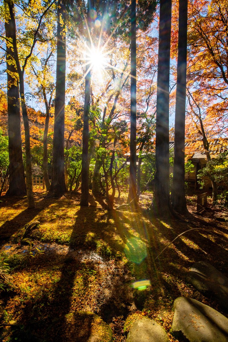 tfk6502's tweet image. 箱根  長安寺  2024/11