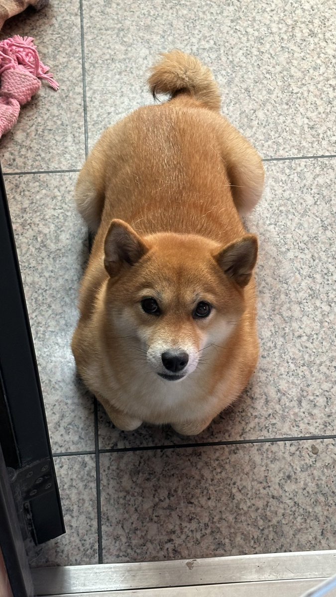 sakura39mame's tweet image. 家に猫はいないはずなんだけど、、
どこで習ったの?